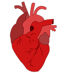 lung 
