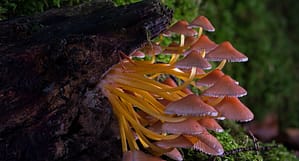 magic shrooms