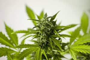 cannabis marijuana 