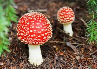 shrooms