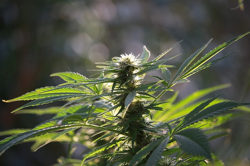 CBD flower