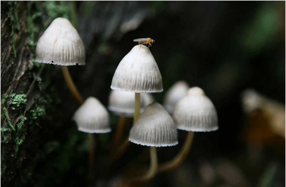 Methods of Consuming Psilocybe
