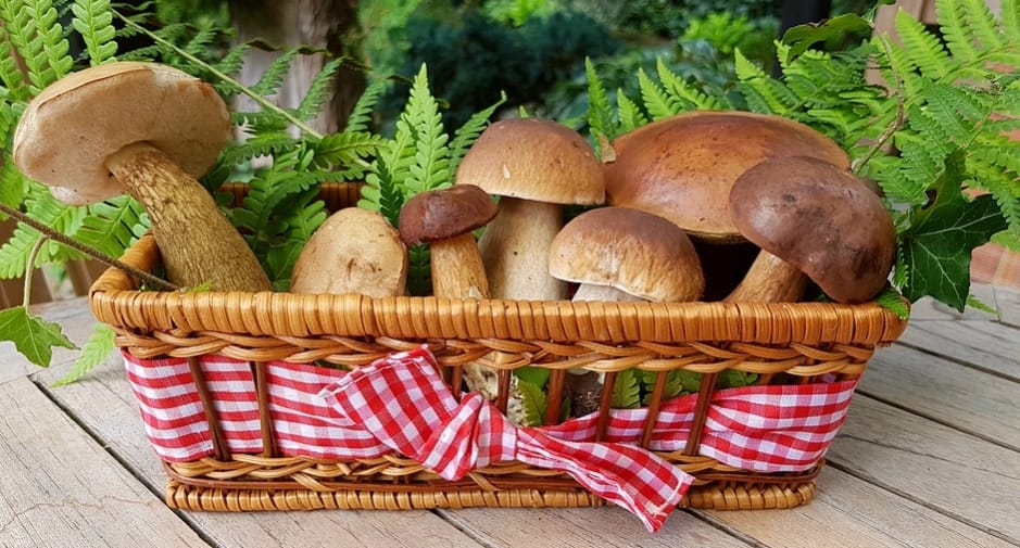 Psychedelic Mushroom Trip Tips