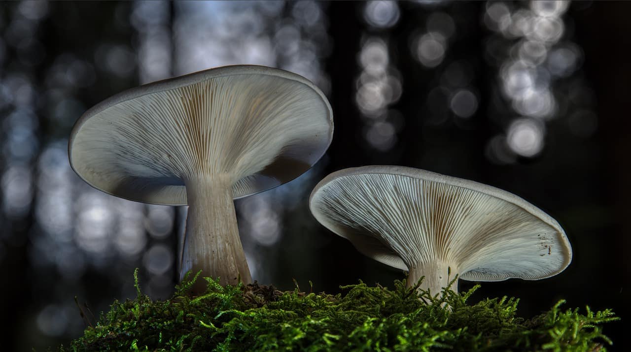 Medical Benefits of Psilocybe Mushrooms