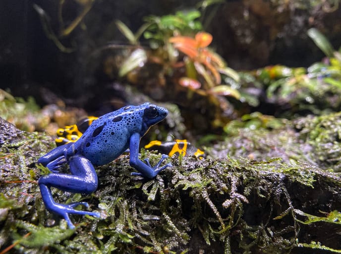 From Toxic Skin to Medical Marvels: Unveiling the Effects of Poison Frog Interaction